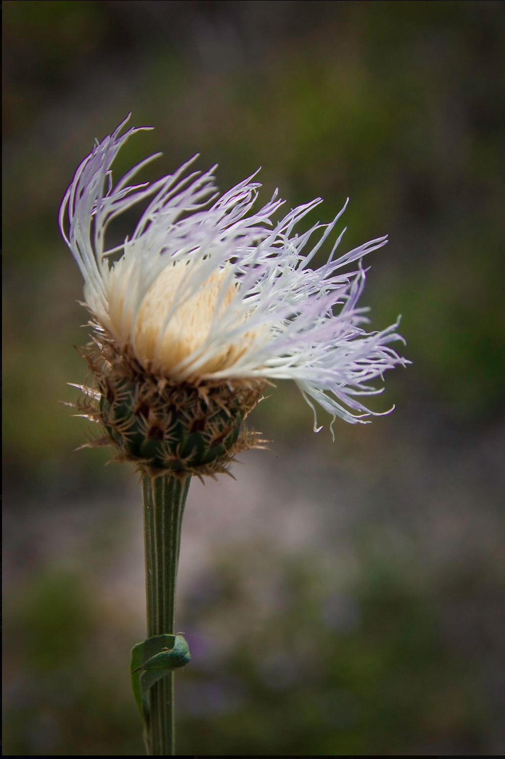 AW Thistle in the Wind.png