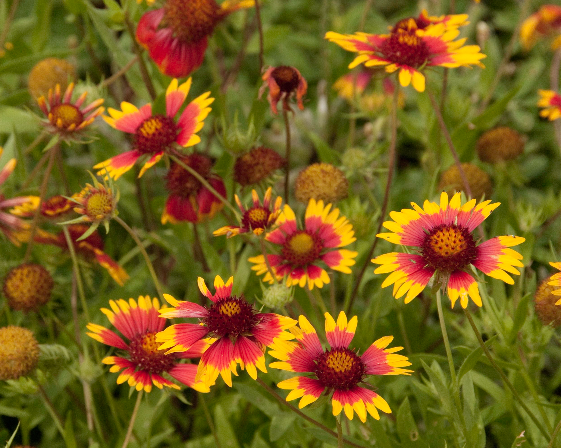 AW Field of Indian Blankets or Firewheels.png