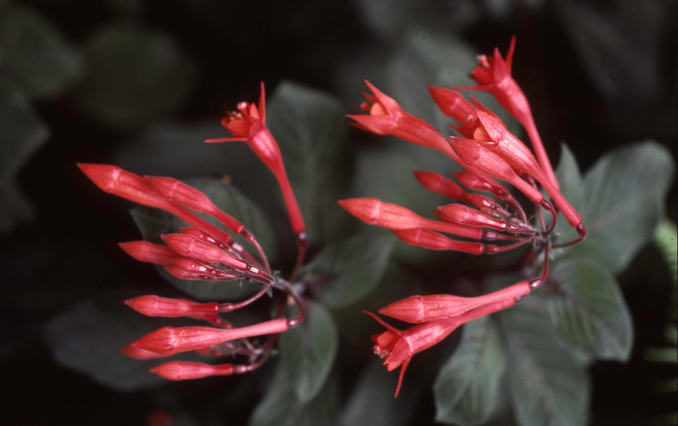 AW Red Salvia maybe.png