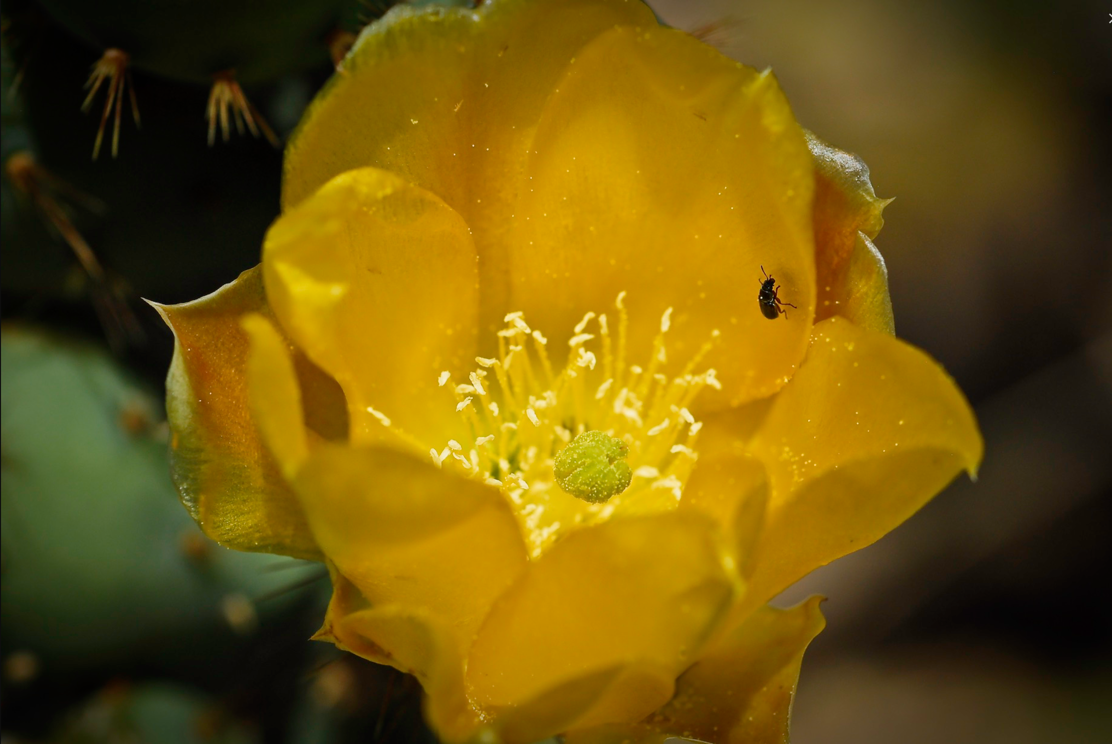 AW Yellow Cactus Blossom with bee.png