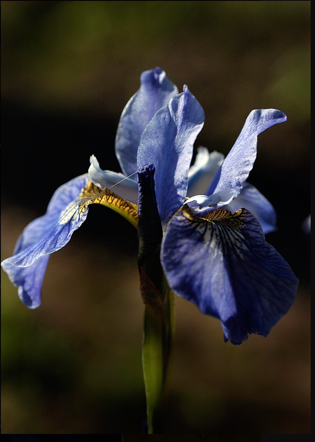 AW Blue Iris - open.png