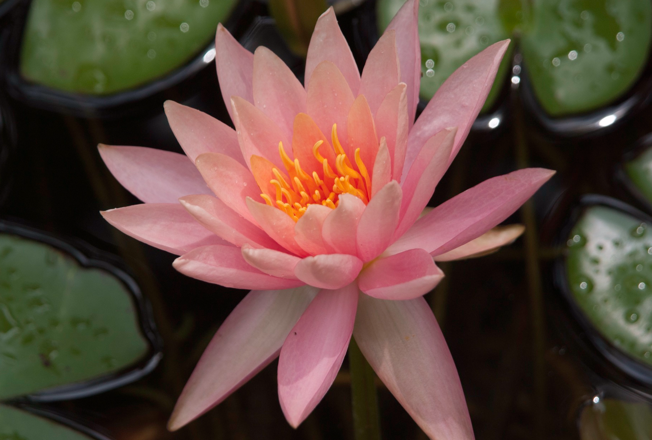 AW Pink Lily Pad Flower.png