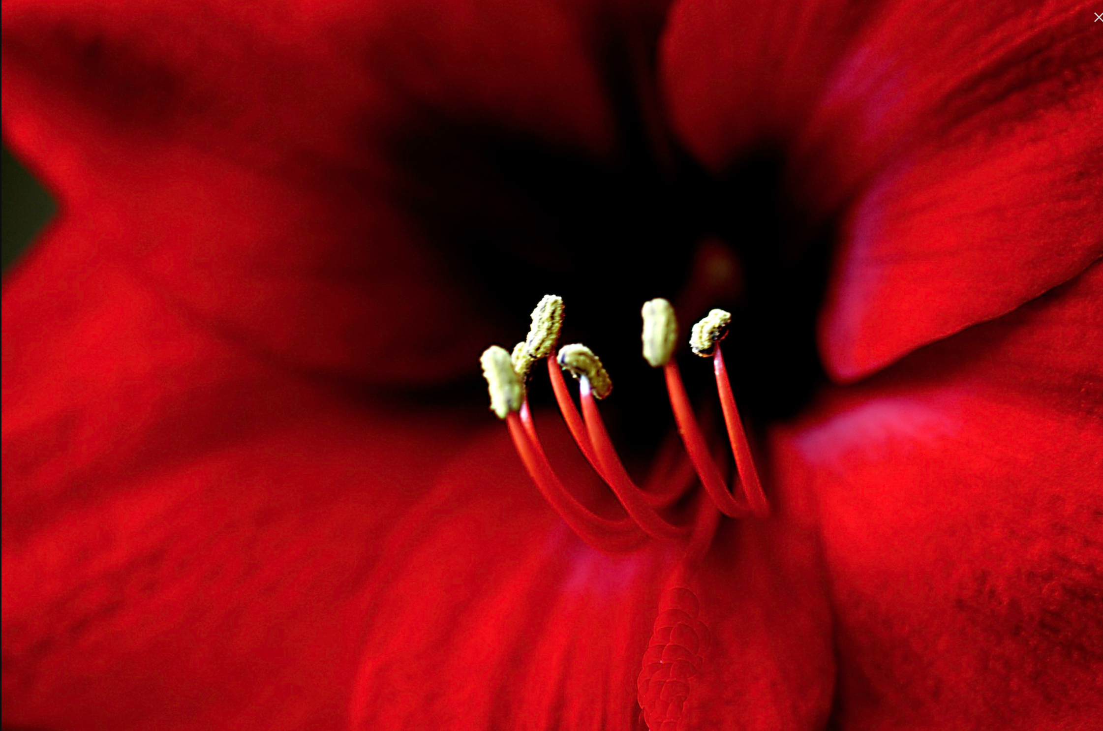 AW Close Up Red Flower.png