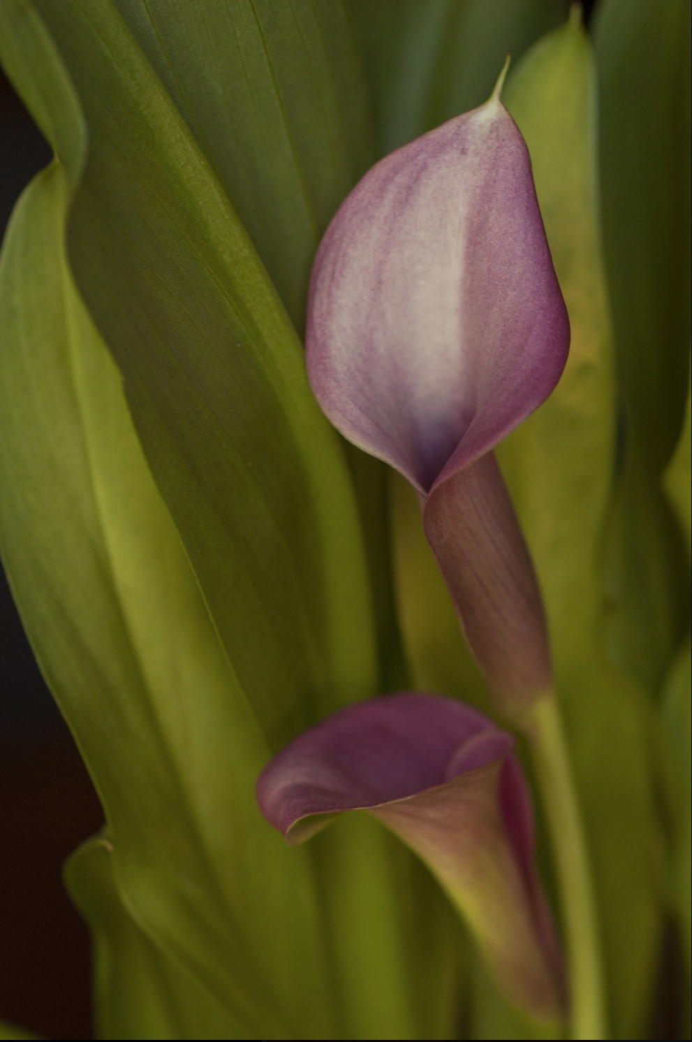 AW Purple Calla Lily.png