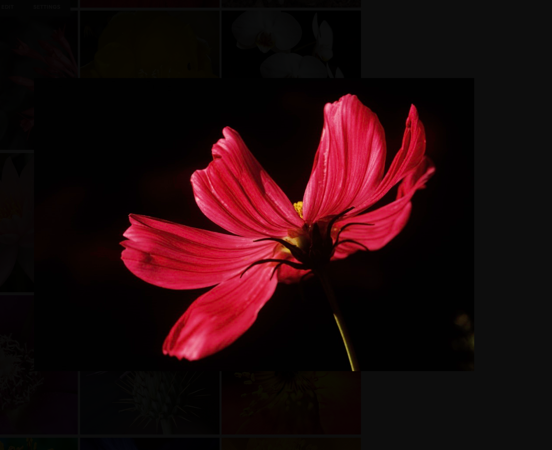 AW Red Flower - Side View.png