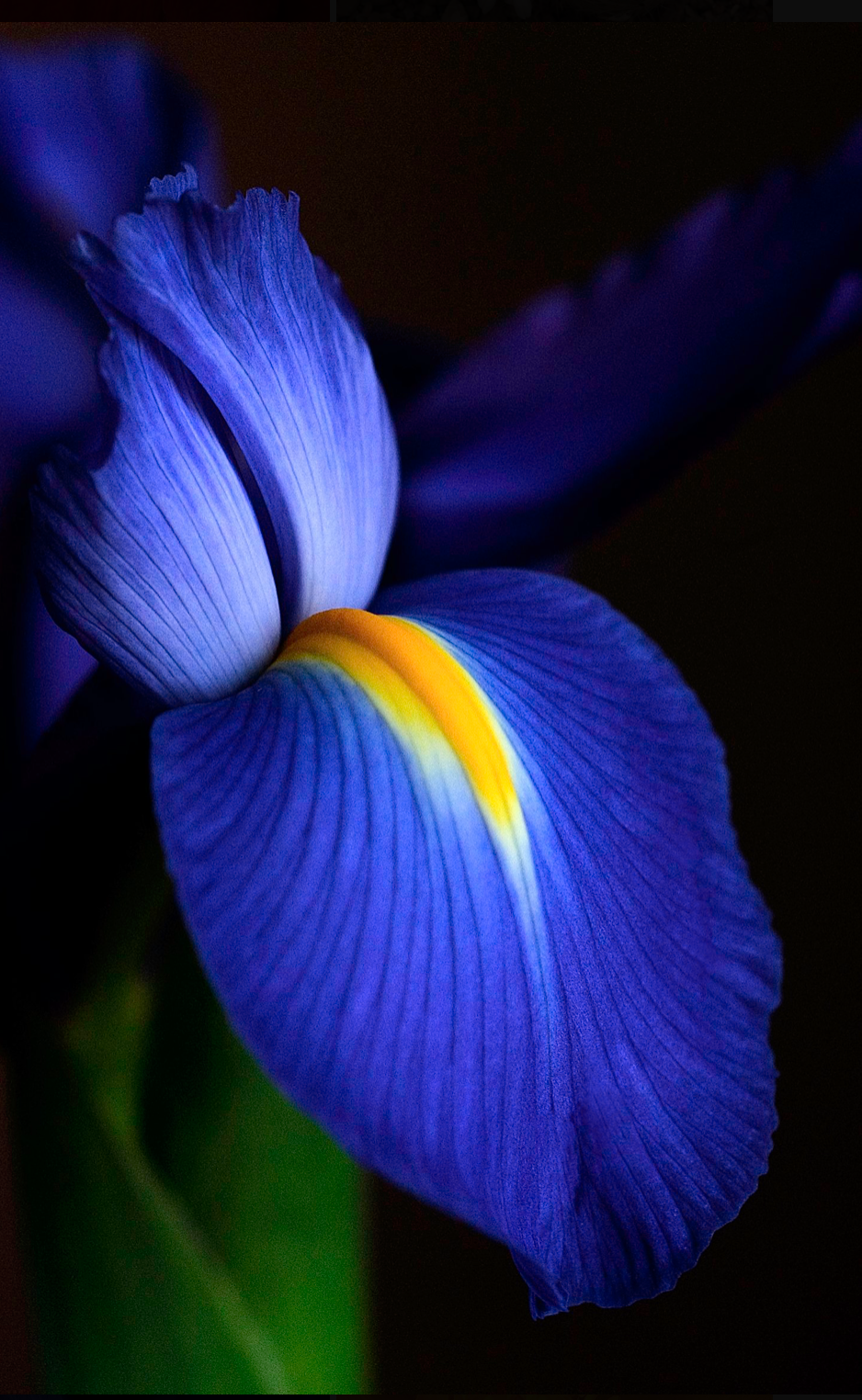AW Blue Iris.png