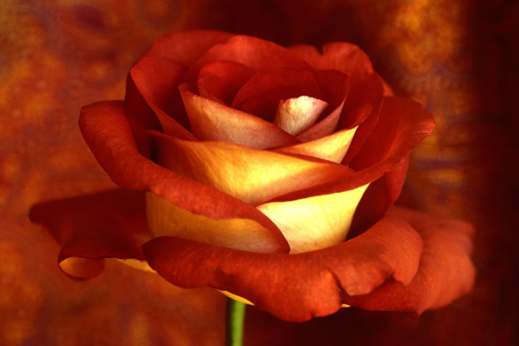 Tim's Rose jpeg.jpg