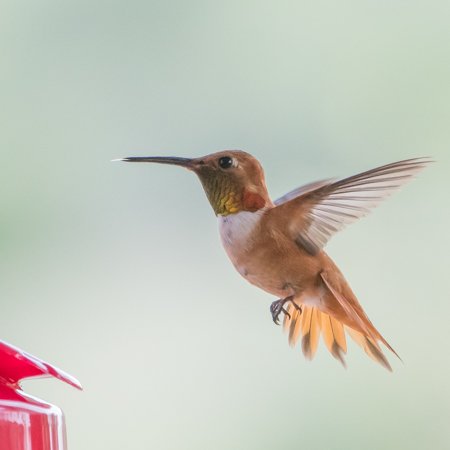 bw_20170822__Rufus+Hummingbird_1.jpeg