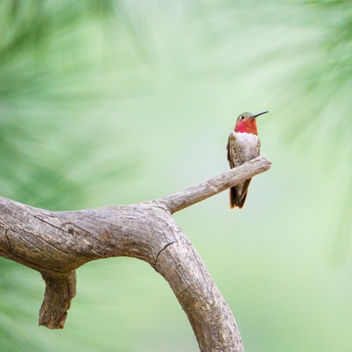 bw_20170823__+Broad-tailed+Hummingbird_447.jpeg