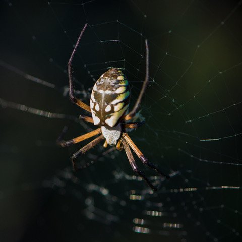 BW_20171007__Yellow+Garden+Spider+(F)_1.jpeg