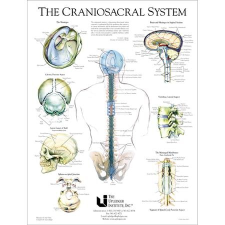 Cranio-Sacral-System-Diagram.jpeg