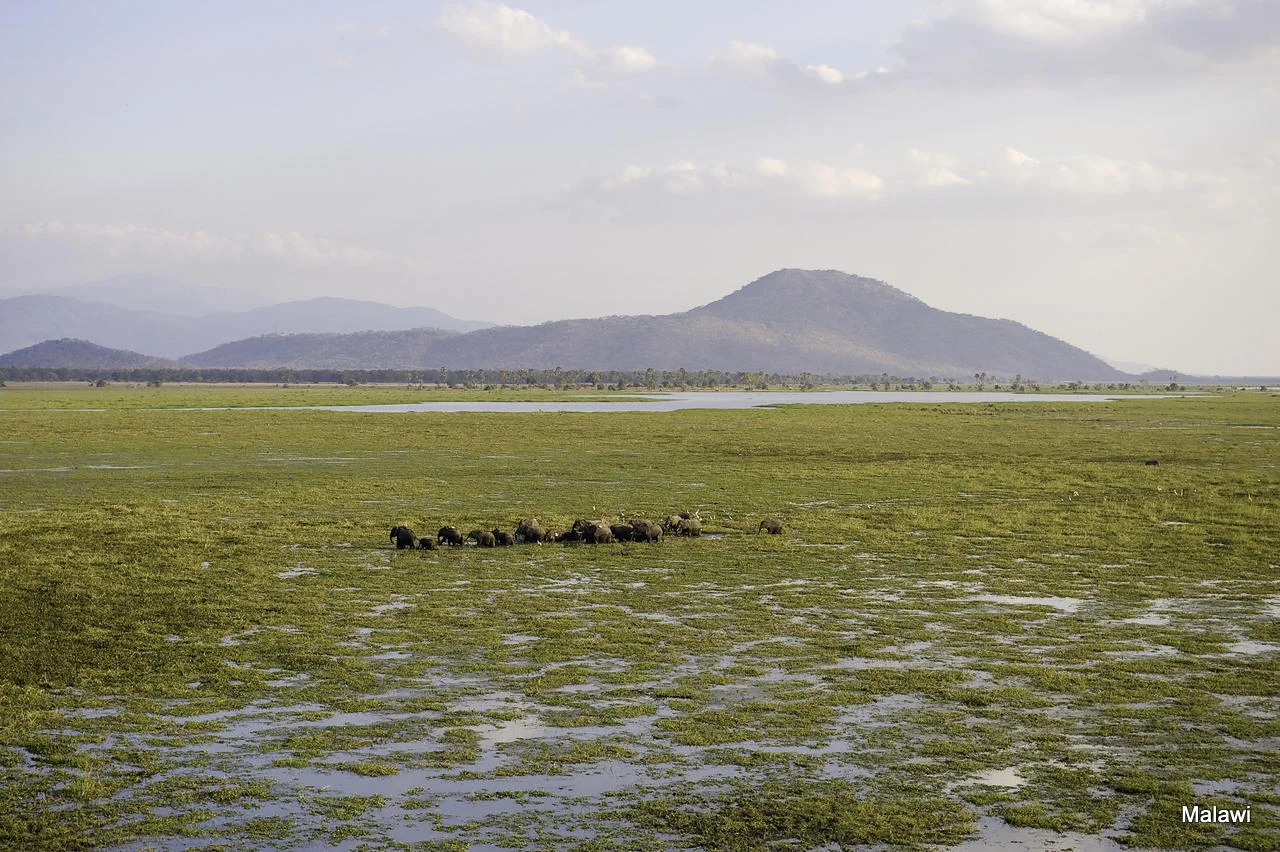 African Footprint Safaris