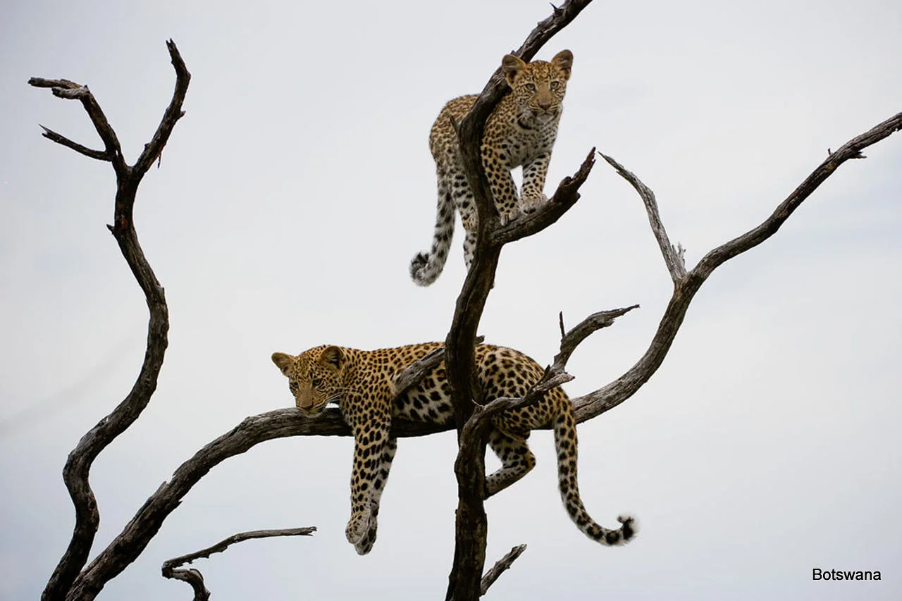 African Footprint Safaris