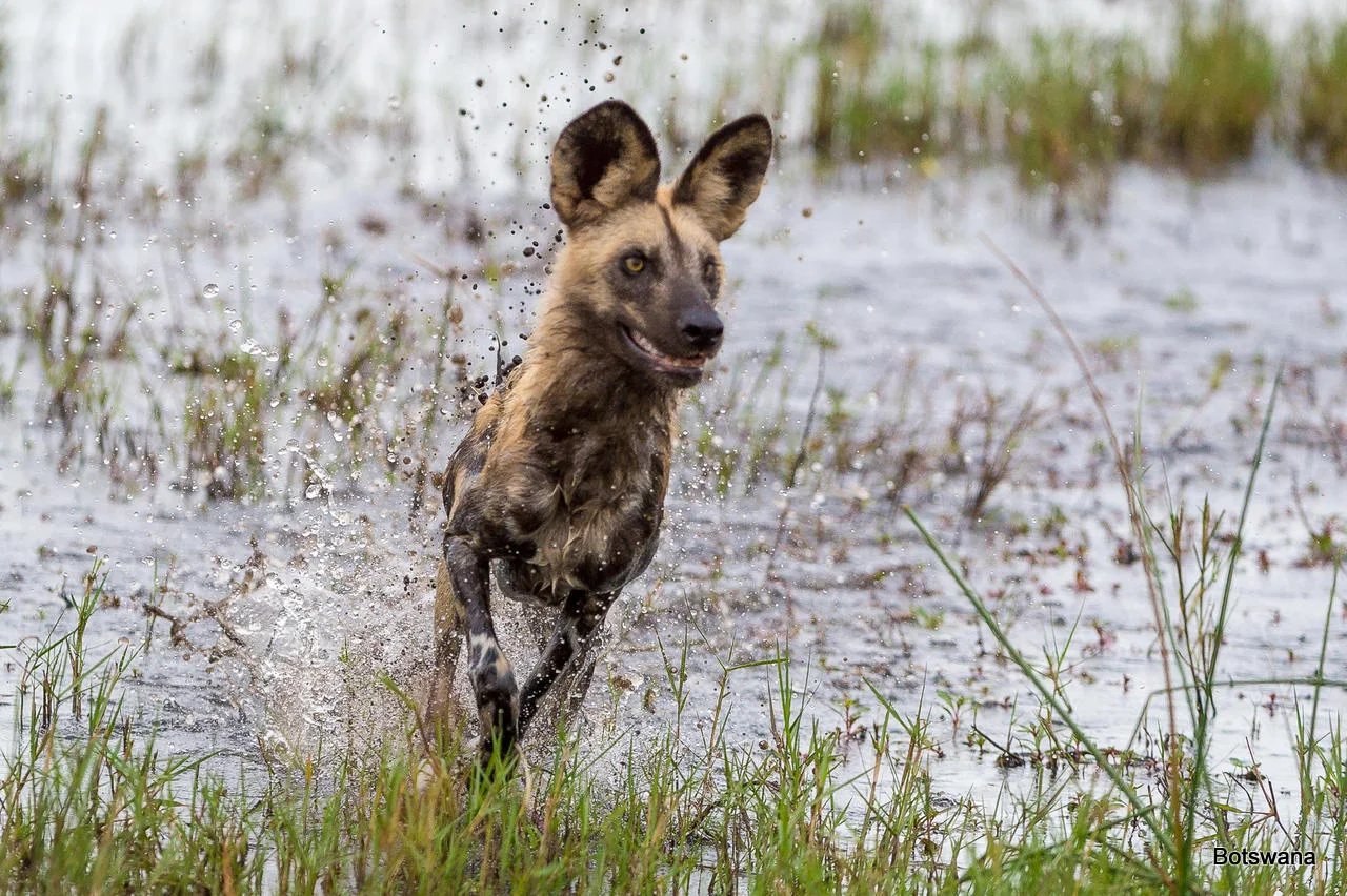 African Footprint Safaris