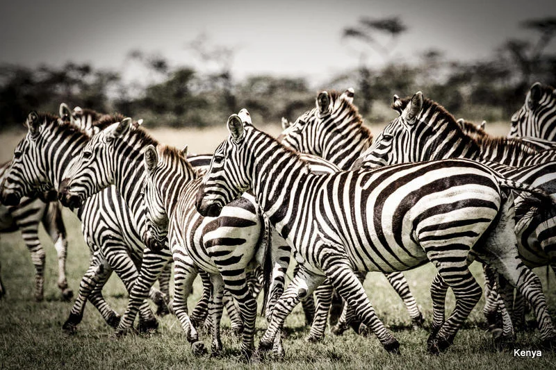 African Footprint Safaris