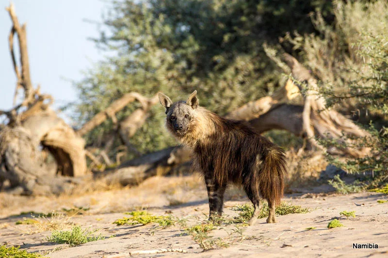 African Footprint Safaris