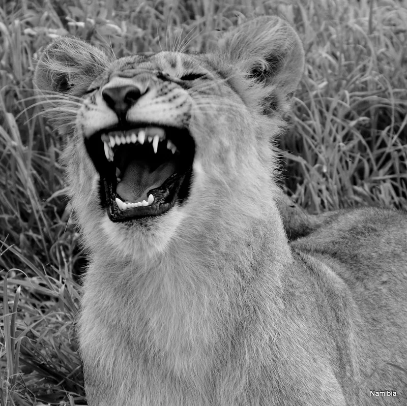 African Footprint Safaris Lion Cub.JPG