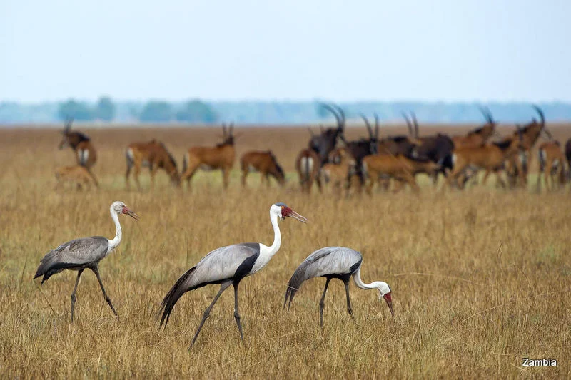 African Footprint Safaris