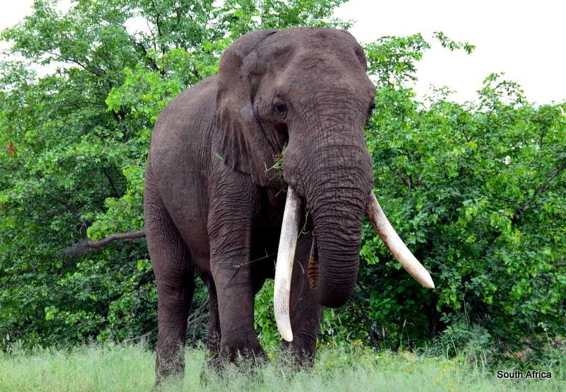 African Footprint Safaris