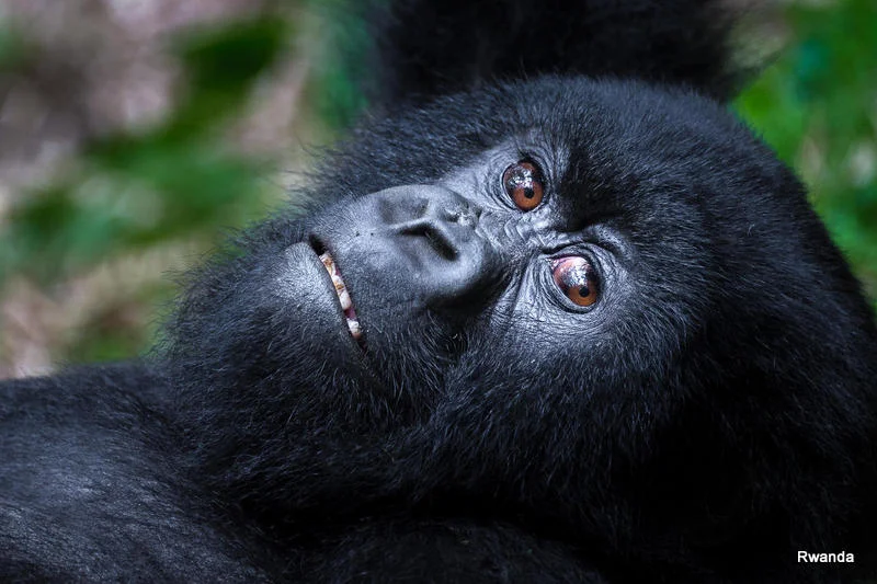rwanda 2.jpg