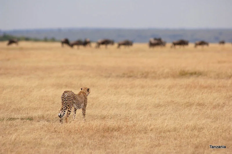 African Footprint Safaris