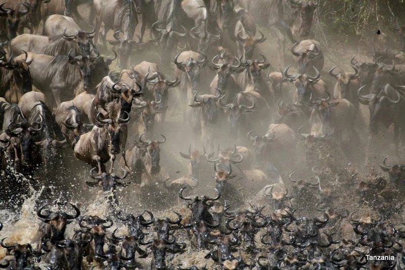 African Footprint Safaris