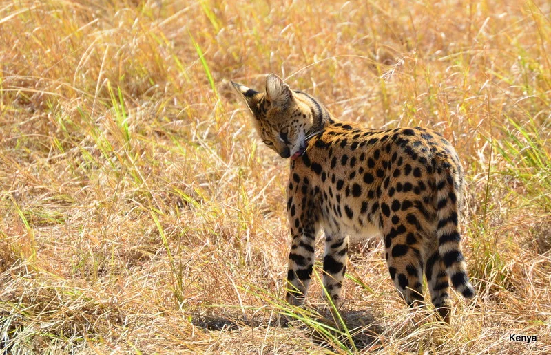 African Footprint Safaris