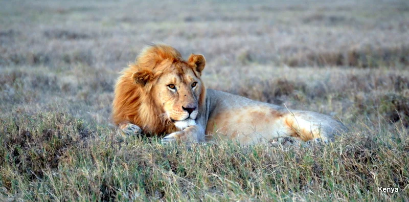 African Footprint Safaris