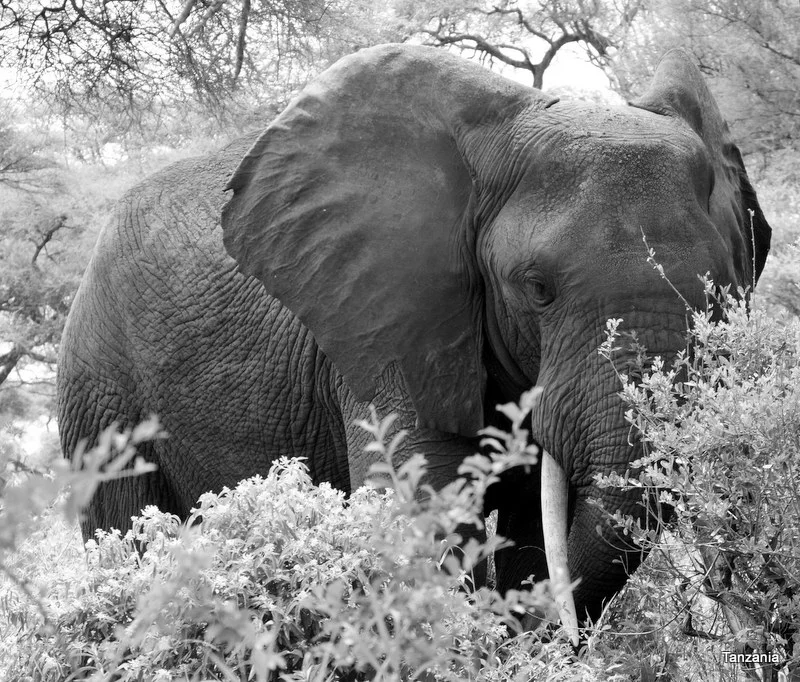 African Footprint Safaris