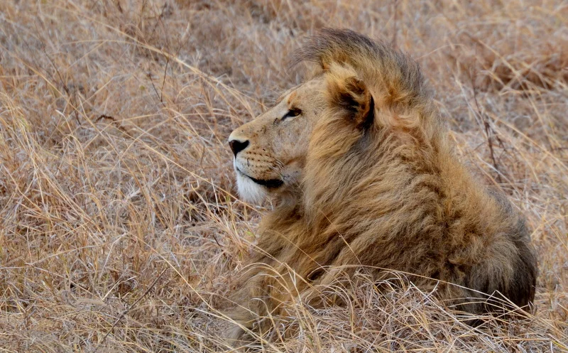 African Footprint Safaris Lion-002.JPG
