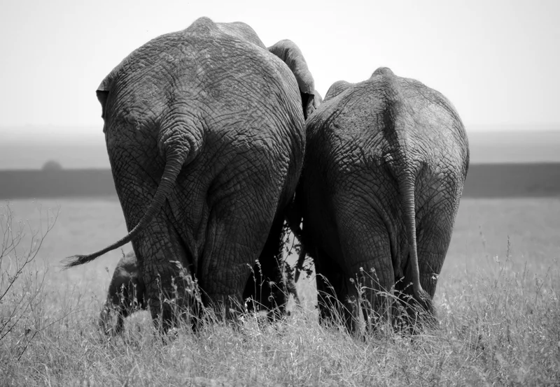 African Footprint Safaris Elephant.JPG
