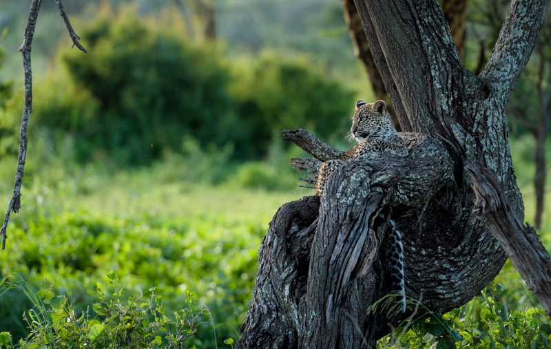 African Footprint Safaris