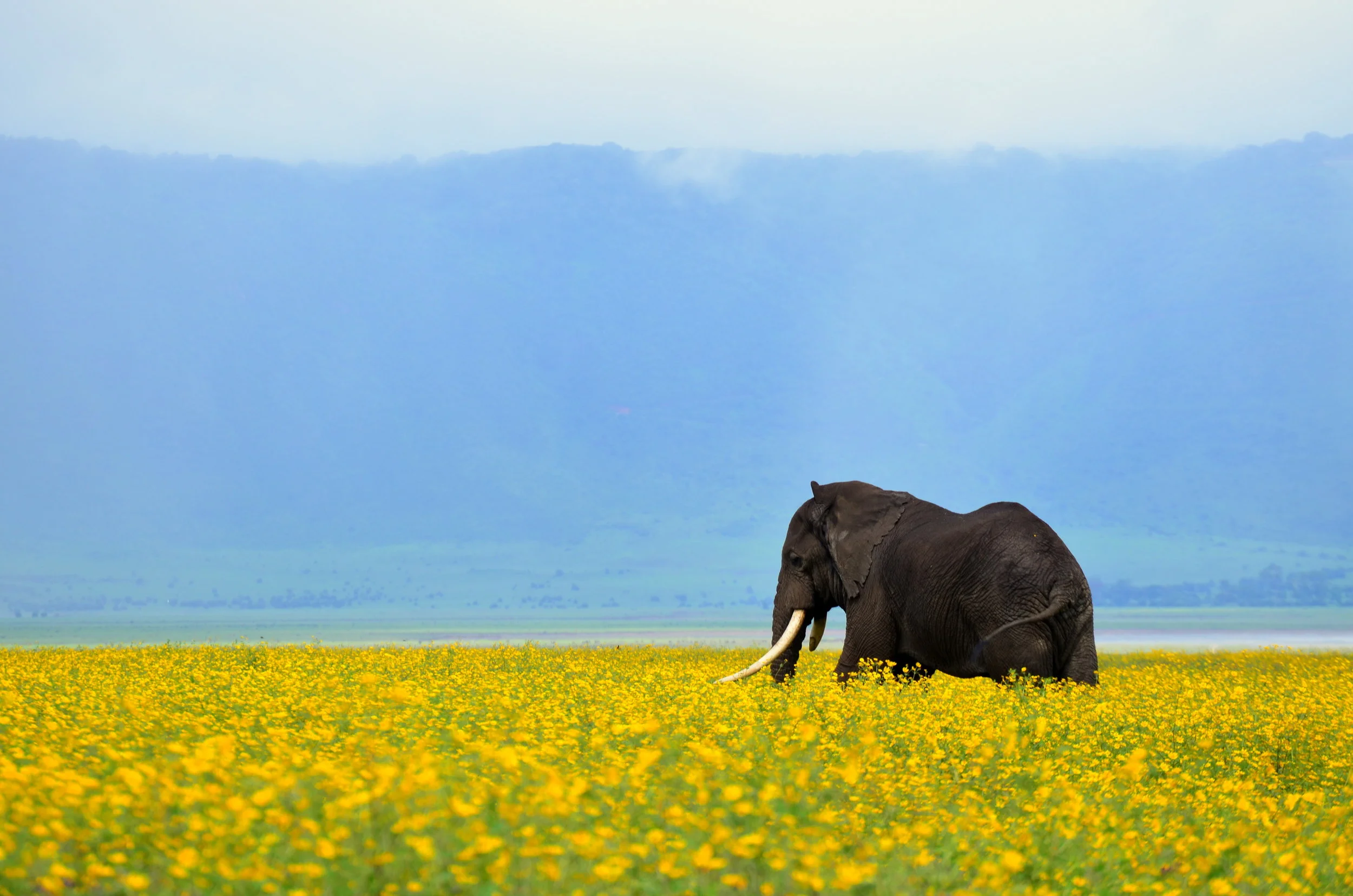 African Footprint Safaris - Elephant.JPG