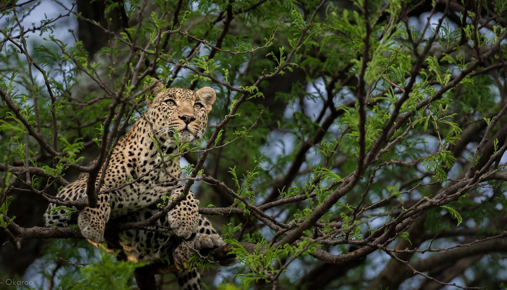 African Footprint Safaris with Isbjorn Viot