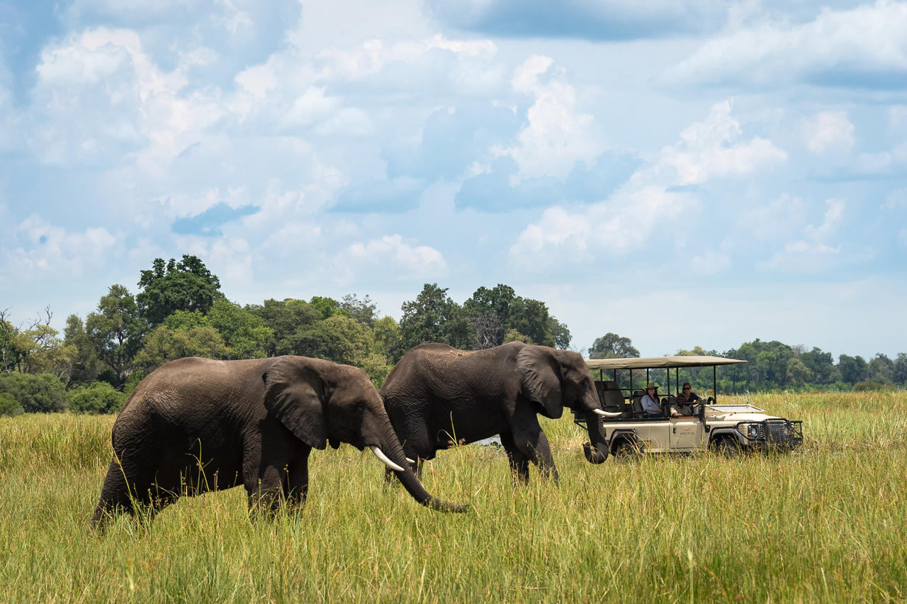 African Footprint Safaris - Safari.jpg