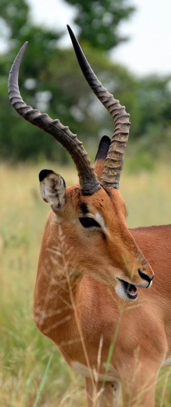 African Footprint Safaris - Impala.JPG