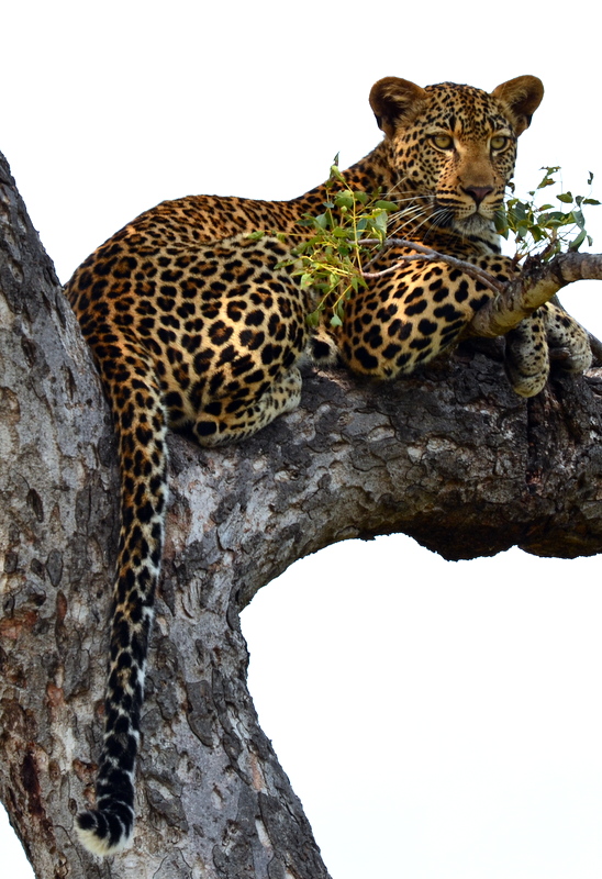 African Footprint Safaris - Leopard.JPG