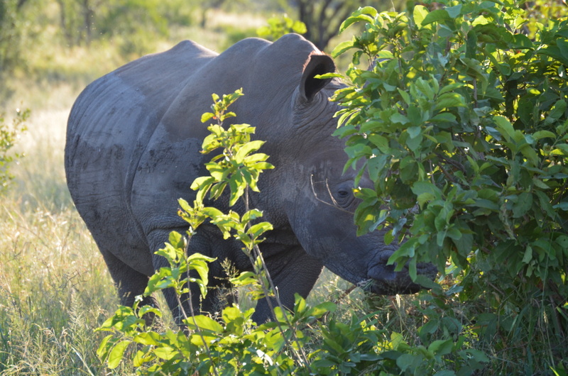 African Footprint Safaris - Rhino.JPG