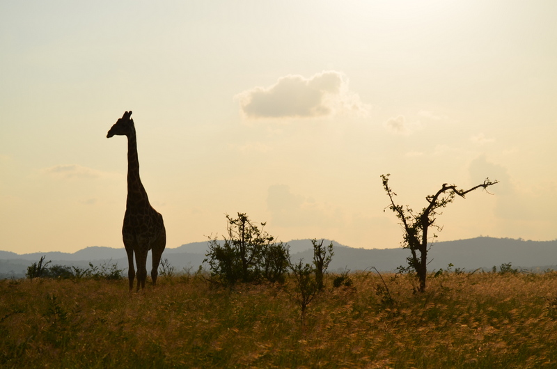 African Footprint Safaris - Sunset.JPG