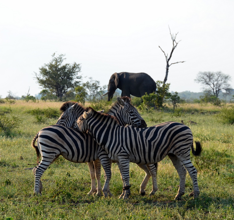 African Footprint Safaris - Zebra.JPG