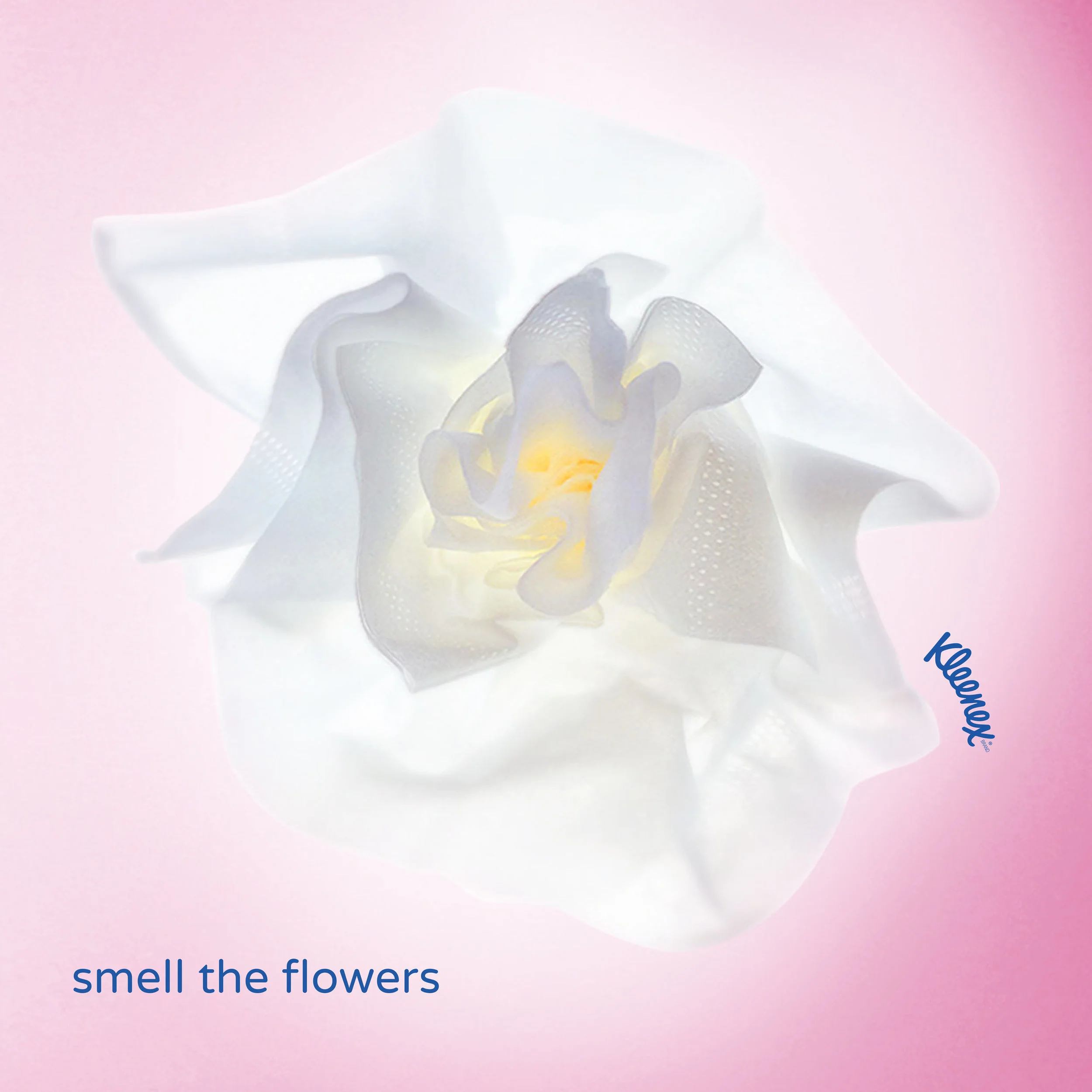 kleenex_pink.jpg