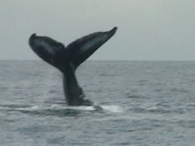 Lahaina whale watch