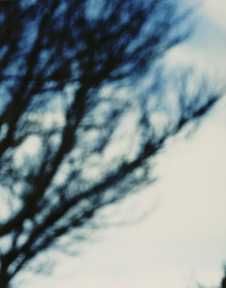 63_tree.jpg
