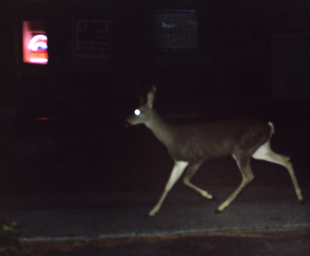 65_deerintheheadlights.jpg