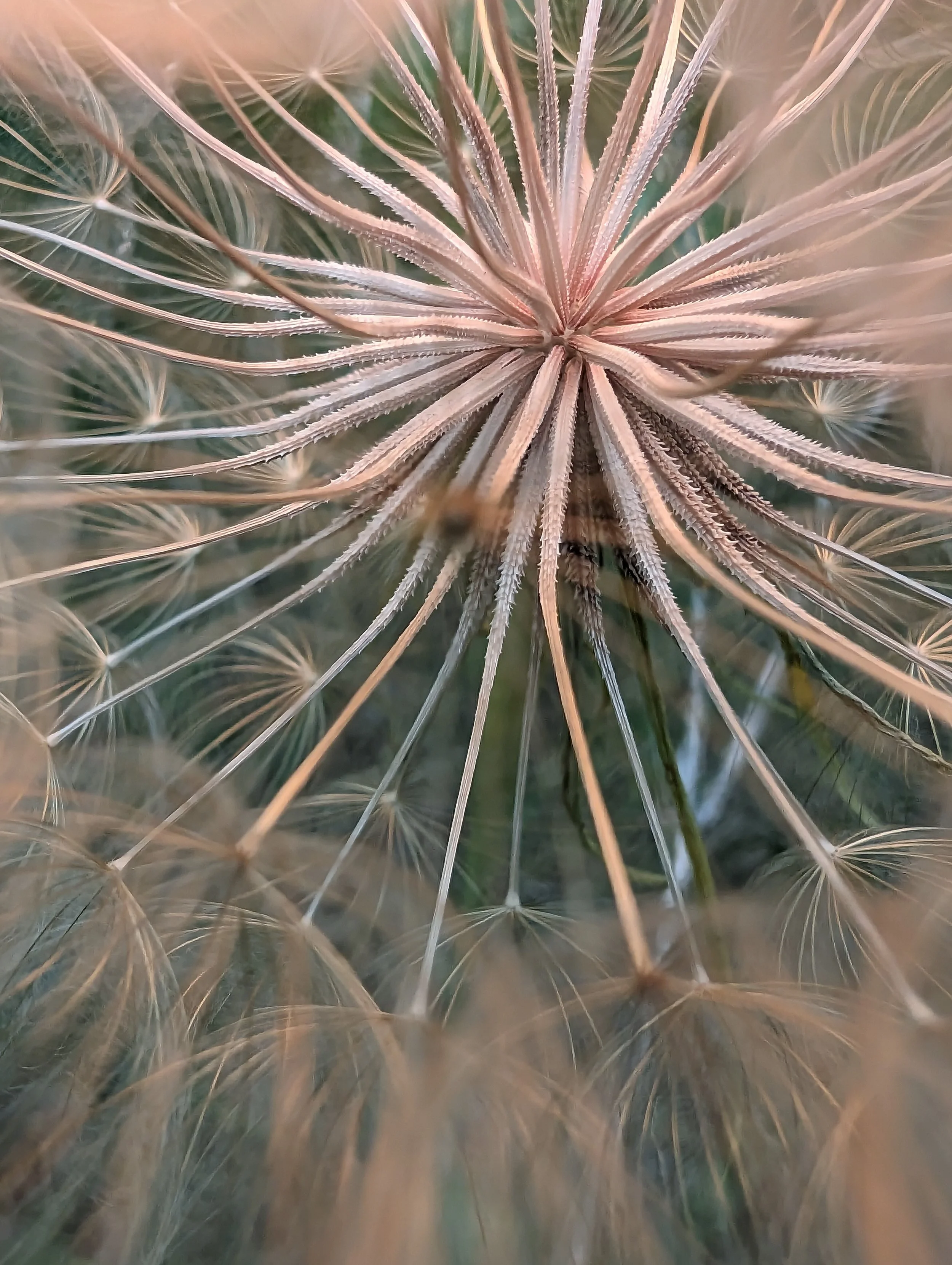image_P8P_2023Q3_COP_Macro_Focus_20230617_011052_950.jpg