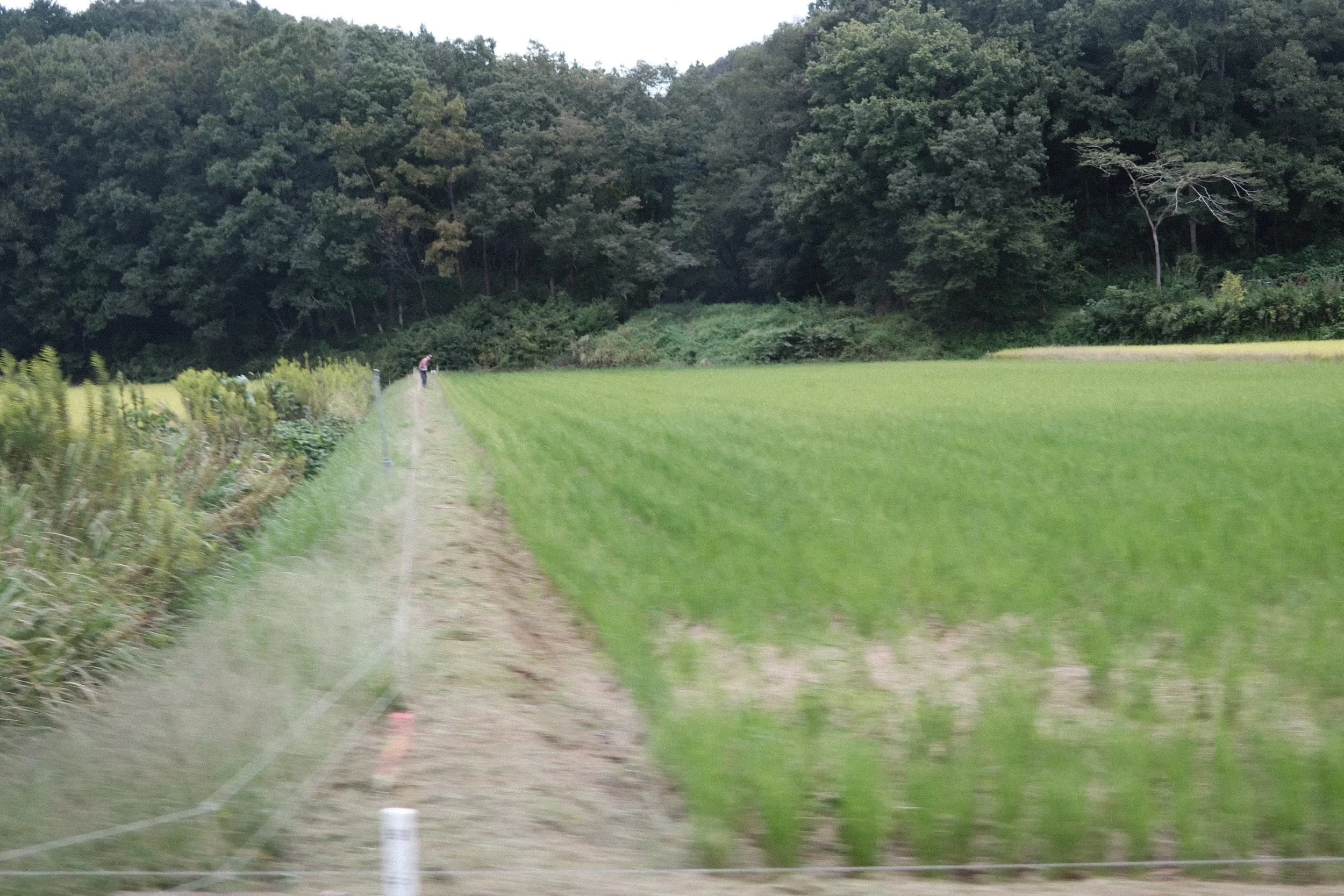 DSCF2465.JPG