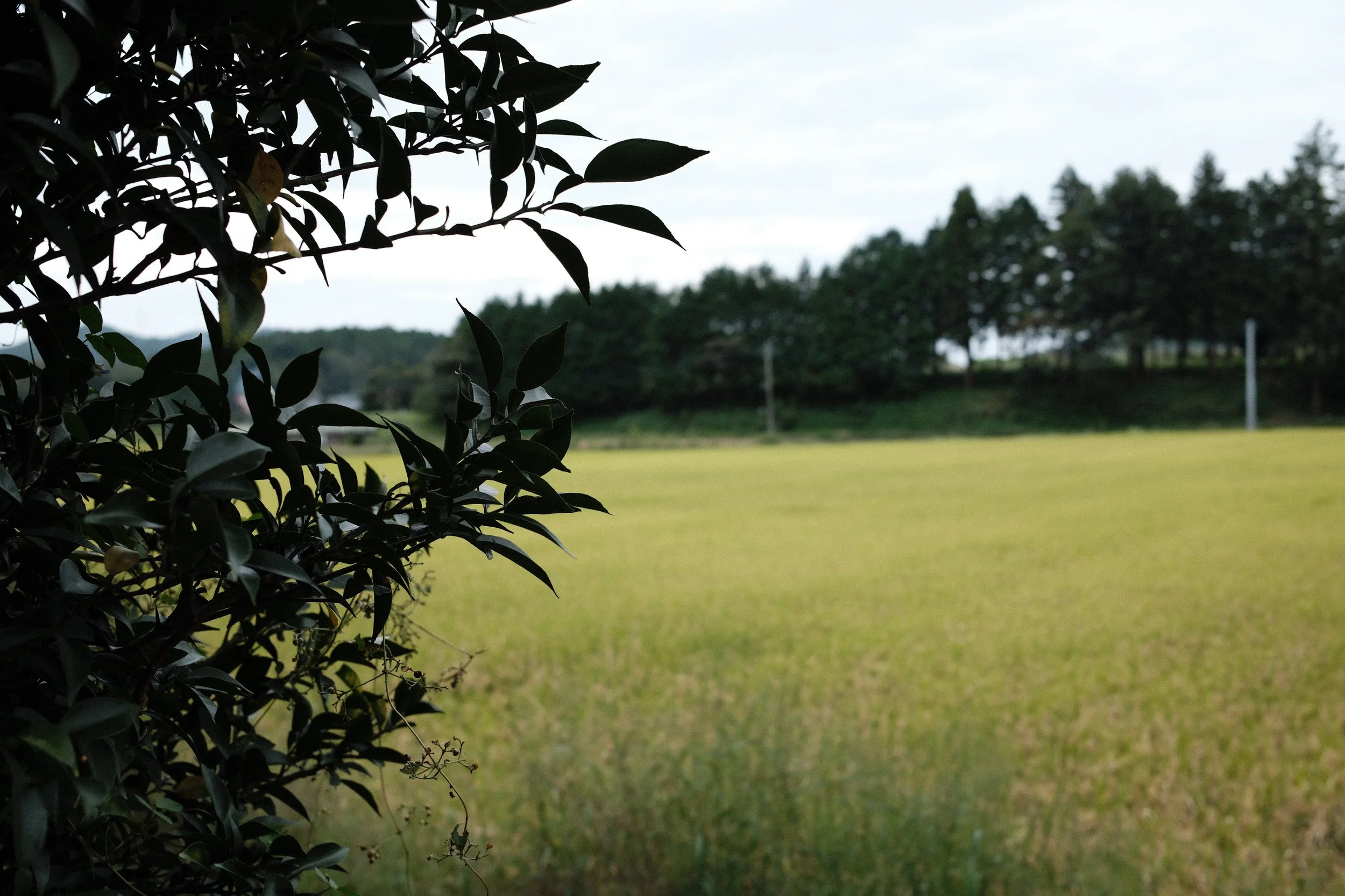 DSCF2466.JPG