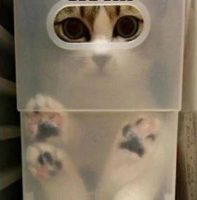 cat in box.jpg