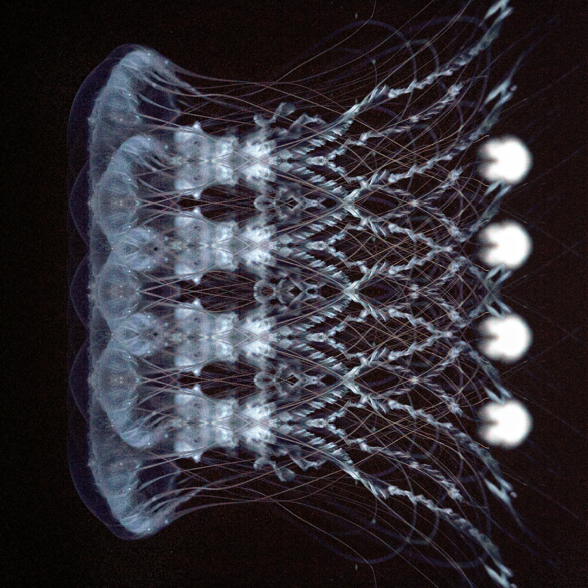 meganpixels-fine-art-photographer-artist-jelly-fish