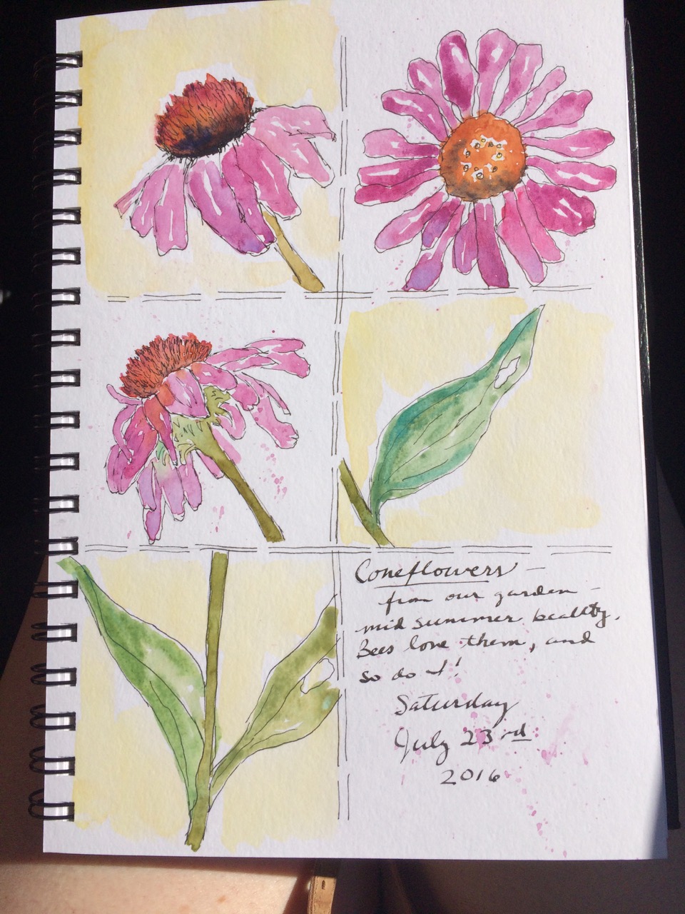 Coneflowers, sketch class in Pomfret.jpg